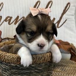 CRUZ AKC - Sable female Pembroke Welsh Corgi puppy in Hinton, Oklahoma from Green Cloud Ranch