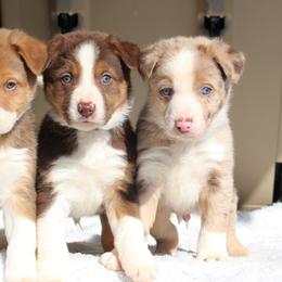 Border Collie Puppies from C Bar C Ranch Border Collies