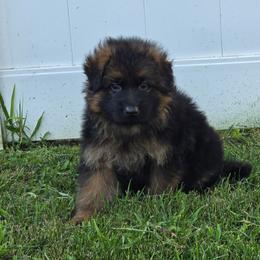 Boy 1 - Black and red male German Shepherd puppy in Sumner, Iowa from Vom Wilke Kennels