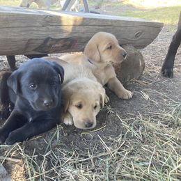 Labrador Retriever Puppies from Westbrook UK Labs