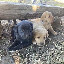 Labrador Retriever Puppies from Westbrook UK Labs