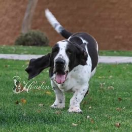 Journey - Black and white female Basset Hound puppy in Surprise, Arizona from Howlin Hounds