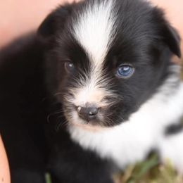 Toy Australian Shepherd Puppies from Blue Hue Aussies