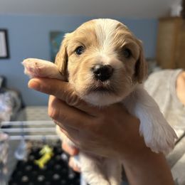 Girl 3 - Blenheim female Cavachon puppy in Ellenville, New York from Lindy’s Cavachons