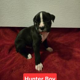 Boxer Puppies from Ashley Rhodes