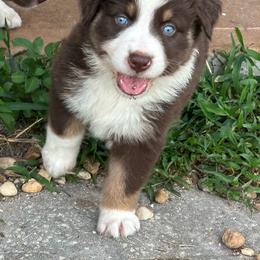 Newt - Red tri-color male Australian Shepherd puppy in Fort Myers, Florida from U Cross Australian Shepherds