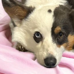 American Corgis and Pembroke Welsh Corgis from Flying Note Shorties