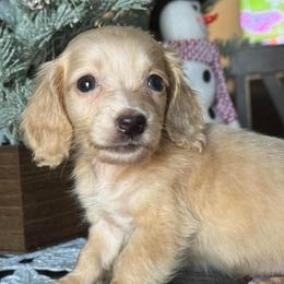 Dash - Cream male Dachshund puppy in Allenhurst, Georgia from B’s Dapper Dachshunds
