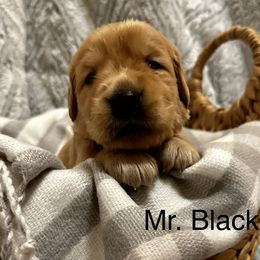 Boy 1 - Golden Retriever puppy in Spokane Valley, Washington from Golden Beginnings