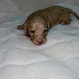Journey - Cream male Dachshund puppy in San Diego, California from Enchanted little dachshunds