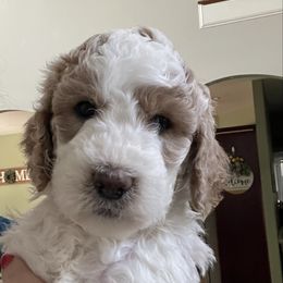 Colby - Parti male Springerdoodle puppy in Murrells Inlet, South Carolina from SpringerDoodles at the Beach
