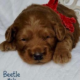 Beetle - Red  male Goldendoodle puppy in Beecher, Illinois from Erica’s Doodles