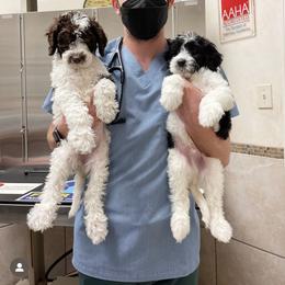 Aussiedoodle and Goldendoodle Puppies from Dandy Doodle Ranch
