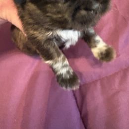 Oz - Gold male Shih Tzu puppy in Buffalo, New York from Irish Eyes ShihTzu