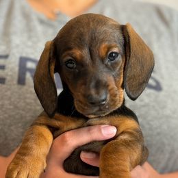 Red Girl - Red female Dachshund puppy in Hickory, Kentucky from NanoDachs