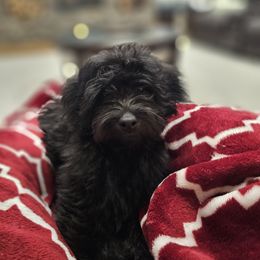 Goldendoodle Puppies from Timberland Falls Goldendoodles