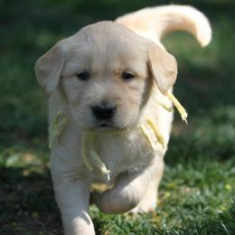 Golden Retriever Puppies from Goose Ridge Retrievers