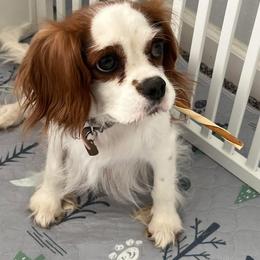Cavalier King Charles Spaniel and Cavapoo All Grown Up from Ethan's Puppies
