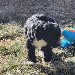 Sheepadoodle Puppies from Jaqueline Sparks