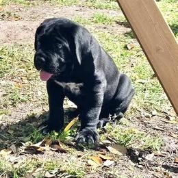 Red boy - Black male Cane Corso puppy in Mc Ewen, Tennessee from Worldwide Kennels