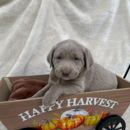 Silver teal collar - Silver female Dilute Retriever puppy in Teton County, Montana from East Front Labradors & Treasure State Schnauzers