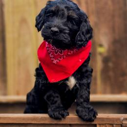 Scribe - Phantom male Goldendoodle puppy in Centreville, Mississippi from Trin's Designer Doodles