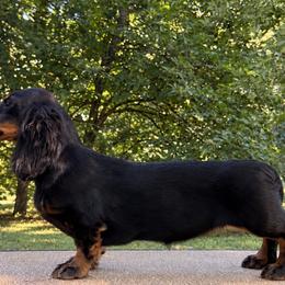 Vixen - Dachshund