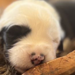 Boy 4 - Gray and white Old English Sheepdog puppy in Syracuse, Indiana from Ridgeruns OES