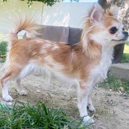 QUEEN - Chihuahua