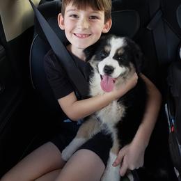 Australian Shepherd Puppies from Soggy Bottom Farms