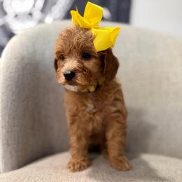 Maple yellow - Red  female Goldendoodle puppy in Shingle Springs, California from Creamy Retrievers