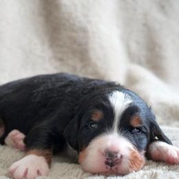 Gustave - Tri-color male Bernedoodle puppy in Folsom, Louisiana from DoodlesFarmCo