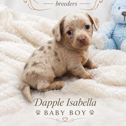Dapple Baby - Dapple male Dachshund puppy in Chino Valley, Arizona from Dachshund Family Love Breeders