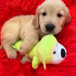 Golden Retriever Puppies from American True Golden retriever