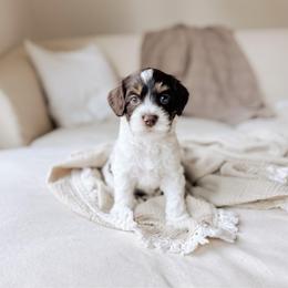 Cape Cod - Tri-color male Australian Labradoodle puppy in Syracuse, Indiana from The Doodle Cove