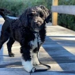 Portuguese Water Dog Puppies from Blue Marina Portuguese Water Dogs