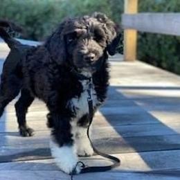 Portuguese Water Dog Puppies from Blue Marina Portuguese Water Dogs