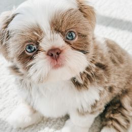Pria Periwinkle - Lilac female Shih Tzu puppy in Jacksonville, Florida from Shih Tzus of Jacksonville
