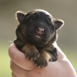 Irina - Black and red female German Shepherd puppy in Canton, Texas from WILDWOOD GERMAN SHEPHERDS