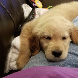 French Bulldog, Goldendoodle, and Golden Retriever Puppies from Crystal Coast Kennels, LLC