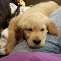 French Bulldog, Goldendoodle, and Golden Retriever Puppies from Crystal Coast Kennels, LLC