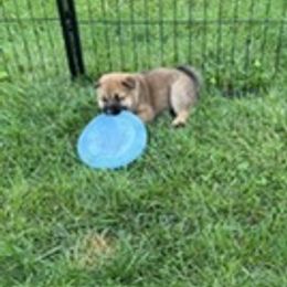 Shiba Inu Puppies from Kaste Kennel