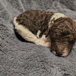 Boy 5 - Parti male Goldendoodle puppy in La Junta, Colorado from Double J’s Doodles