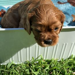 Cavalier King Charles Spaniel Puppies from Brentmoor Cavaliers