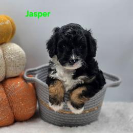 Jasper - Tri-color male Bernedoodle puppy in Summerville, South Carolina from Channys Doodles