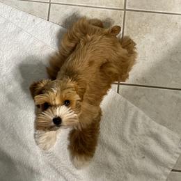 Honey 🍯 - Miniature Schnauzer