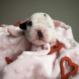 Bulldog Puppies from The Barking Lot