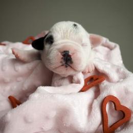 Bulldog Puppies from The Barking Lot