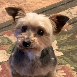 Yorkshire Terriers from Cane River Canines