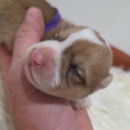 Purple Female - Red female Pembroke Welsh Corgi puppy in Wayne City, Illinois from Lash Livestock & Corgis